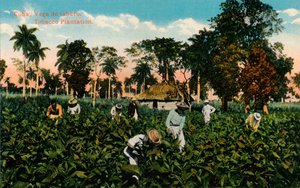 Kuuba: tupakan vega. Tobacco Plantation, c1900 tekijältä Unbekannt