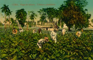 Kuuba. Tupakka viiniköynnös. Tupakkaviljelmä, 1920-luku tekijältä Unbekannt