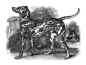 Dalmatialainen koira, 1848 tekijältä Unbekannt