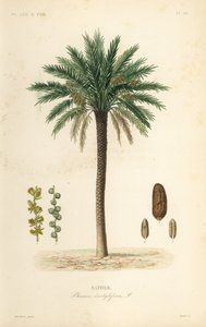 Taatelipalmu, Phoenix dactylifera, Dattier tekijältä Unbekannt