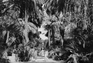 Taatelipalmut, Palermo, Sisilia, Italia, 1920-c1930-luku tekijältä Unbekannt