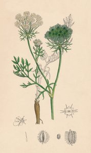 Daucus Carota. Villi porkkana, 1800-luku tekijältä Unbekannt