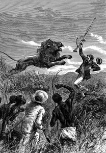 David Livingstone, skotlantilainen lähetyssaarnaaja ja Afrikan tutkimusmatkailija, leijonan hyökkäyksessä, 1860 tekijältä Unbekannt