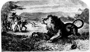 David Livingstone, syntyperäinen koulumestari Mebalwe pelasti leijonalta, 1857 tekijältä Unbekannt