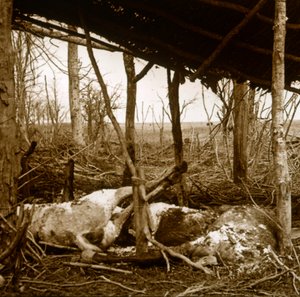 Kuolleet hevoset, Verdun, Pohjois-Ranska, c1914-c1918 tekijältä Unbekannt
