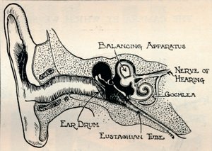 Delicate Mechanism of the Ear, n. 1934 tekijältä Unbekannt