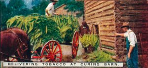 Tupakan toimittaminen Curing Barnissa, 1926 tekijältä Unbekannt