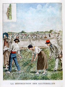Heinäsirkan tuhoaminen, 1901 tekijältä Unbekannt