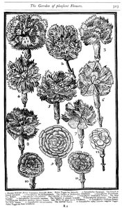 Dianthus Neilikat ja vaaleanpunaiset, 1629 tekijältä Unbekannt