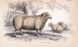 Dishley New Leicester Ram, c1840 finlandès tekijältä Unbekannt