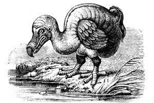 Dodo, 1884 tekijältä Unbekannt