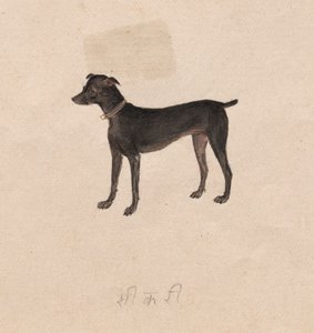 Koira, 1800-luku. tekijältä Unbekannt