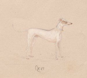 Koira, 1800-luku. tekijältä Unbekannt