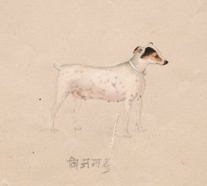 Koira, 1800-luku. tekijältä Unbekannt