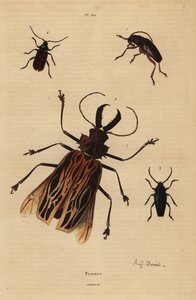 Dorysthenes paradoxus 1, Macrodontia cervicornis, haavoittuva 2, Elateropsis lineatus 3 ja Prionus versicolor 4 tekijältä Unbekannt