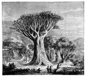 Dracona of Icod, Teneriffa, Espanja, 1900-luku tekijältä Unbekannt