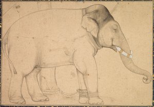 Piirustus norsusta, c. 1700. tekijältä Unbekannt
