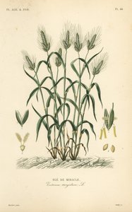 Durumvehnä, pastavehnä tai maraconi-vehnä, Triticum turgidum, Ble de miracle tekijältä Unbekannt