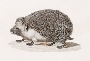 Korvainen siili tekijältä Unbekannt