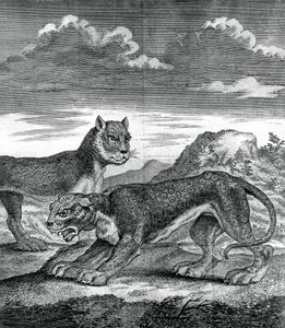 Itä-Intian leopardi, 1750 tekijältä Unbekannt