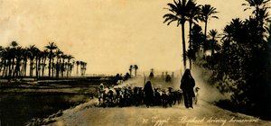 Egypti - Paimen ajaa kotiin, c1918-c1939. tekijältä Unbekannt