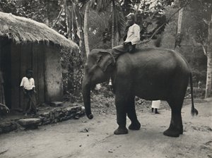 Elefantti polulla lähellä Kandyä, 1926 tekijältä Unbekannt
