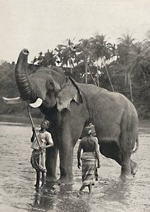 Elefantti Mahavaligangassa, 1926 tekijältä Unbekannt