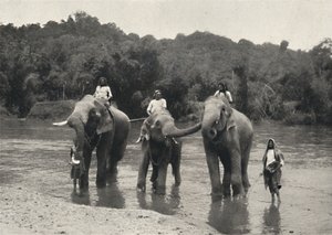 Norsuja kylpemässä Mahaaligangassa, 1926 tekijältä Unbekannt
