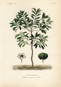 Elefanttiomena tai chulta, Dillenia indica, Dillenia speciosa, Dillenia elegante tekijältä Unbekannt