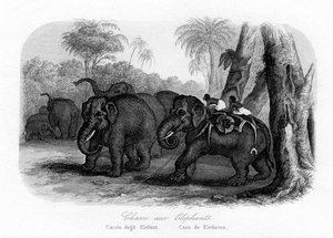 Elefantin metsästys, Intia, vuonna 1840 tekijältä Unbekannt