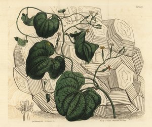 Elefantin jalka, Dioscorea elephantipes (naaras viitta, Tamus elephantipes faemina) tekijältä Unbekannt