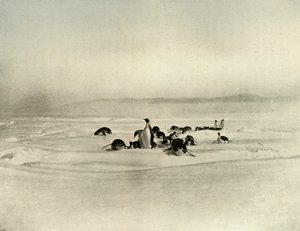 Keisarin kelkkailu, n. 1908, 1909 tekijältä Unbekannt