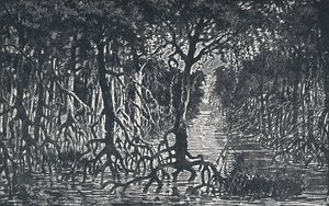Päiväntasaajan Afrikan metsä, 1924 tekijältä Unbekannt