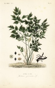 Euraasian marja tai yrtti Christopher, Actaea spicata, Actee a epi tekijältä Unbekannt