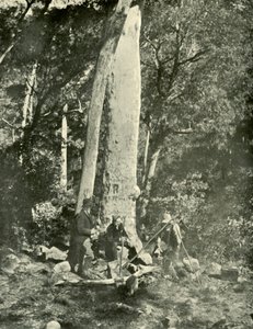 Eurobin Falls, Buffalo Mountains, 1901. tekijältä Unbekannt