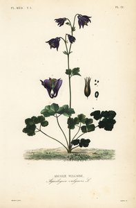 Euroopan columbine, Aquilegia vulgaris, Ancolie vulgaire tekijältä Unbekannt