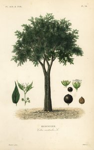 eurooppalainen nokkospuu, välimerellinen hakkomarja, lotepuu tai hunajamarja, Celtis australis, micocoulier tekijältä Unbekannt
