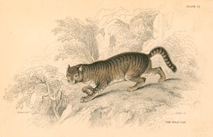 Euroopan villikissa Felis silvestris, 1828 tekijältä Unbekannt