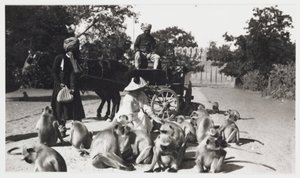 Eurooppalainen nainen ruokkimassa apinajoukkoa, Intia, n. 1910 tekijältä Unbekannt