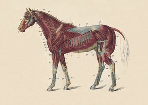 Hevosen kehon ulkoiset lihakset ja jänteet, c1879. tekijältä Unbekannt