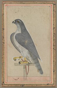Falcon, c. 1770. tekijältä Unbekannt