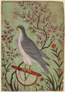 Falcon on ahven, n. 1610. tekijältä Unbekannt