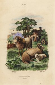 Rasvahäntälammas, Ovis aries 1 ja merinolammas, Ovis aries 2 tekijältä Unbekannt