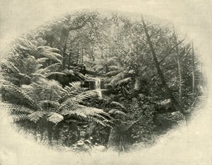Fern Tree Gully, Tasmania, 1901. tekijältä Unbekannt