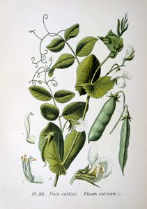 Pelto- ja puutarhaherne, 1893 tekijältä Unbekannt