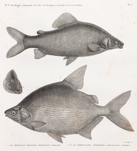 Kalat: Characin Nefasch & Serrasalme Citharine tekijältä Unbekannt