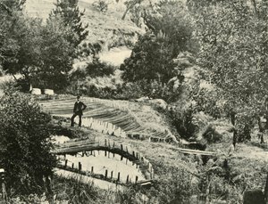Kalalammet, Ercildoune, lähellä Ballaratia, 1901. tekijältä Unbekannt