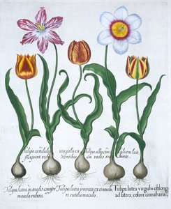 Viisi tulppaania, 1613 tekijältä Unbekannt