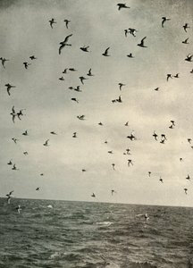 Flight of Antarktic Petrels, c1908, 1909. tekijältä Unbekannt