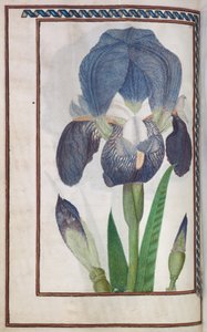 Florilegium, 1608. tekijältä Unbekannt
